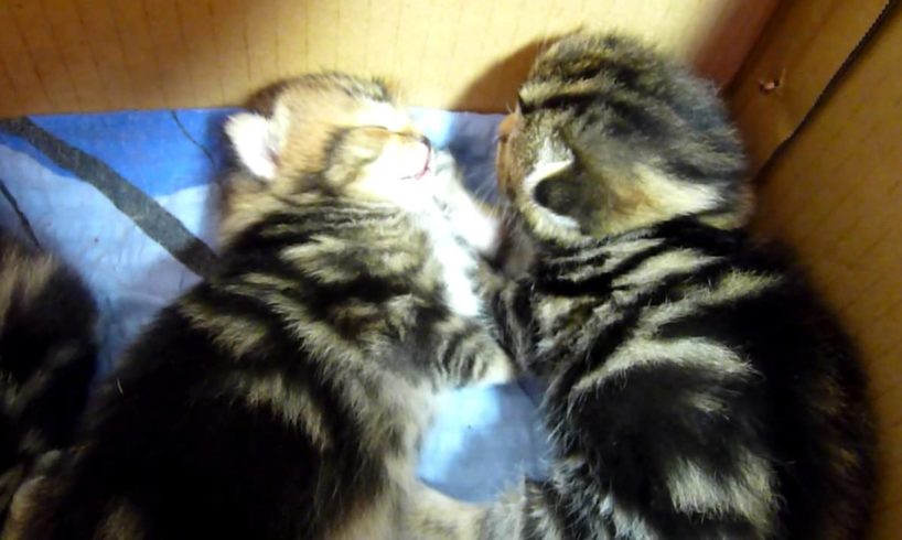 Lullaby . Cutest Kittens grow during sleep (part 2)