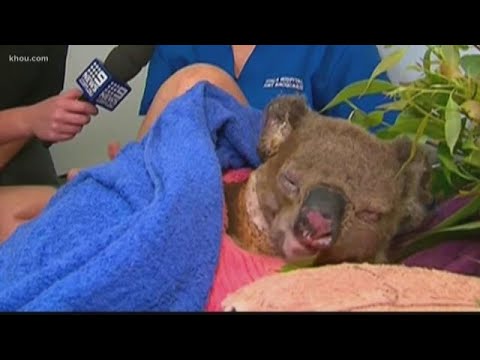 Must-see koala rescue reunion