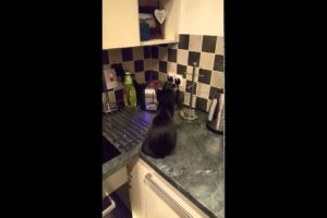 Must watch!! Cutest Kitten gets the surprise of its LIFE!!