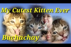 My Cutest Kitten Ever - Buchachay