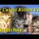 My Cutest Kitten Ever - Buchachay