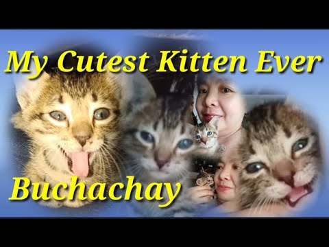 My Cutest Kitten Ever - Buchachay