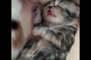 Newborn Cutest Kitten Dreaming of Milk