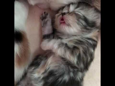 Newborn Cutest Kitten Dreaming of Milk