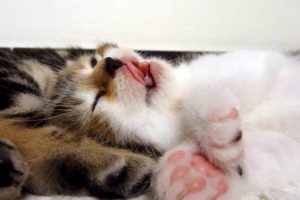 Nom Nom Nom Sleeping Cute Kitten | Cutest Cat Moments