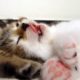 Nom Nom Nom Sleeping Cute Kitten | Cutest Cat Moments