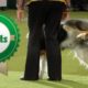 Oh Dear! Crufts 2017 Fails and Bloopers!