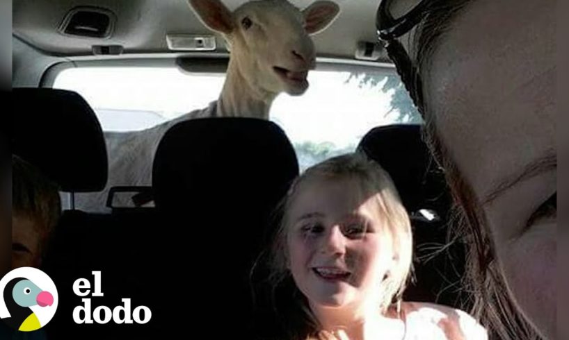 Oveja rescatada se hace parte de esta familia | El Dodo