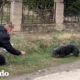 Perro abandonado en la calle se enamora de su rescatista | El Dodo