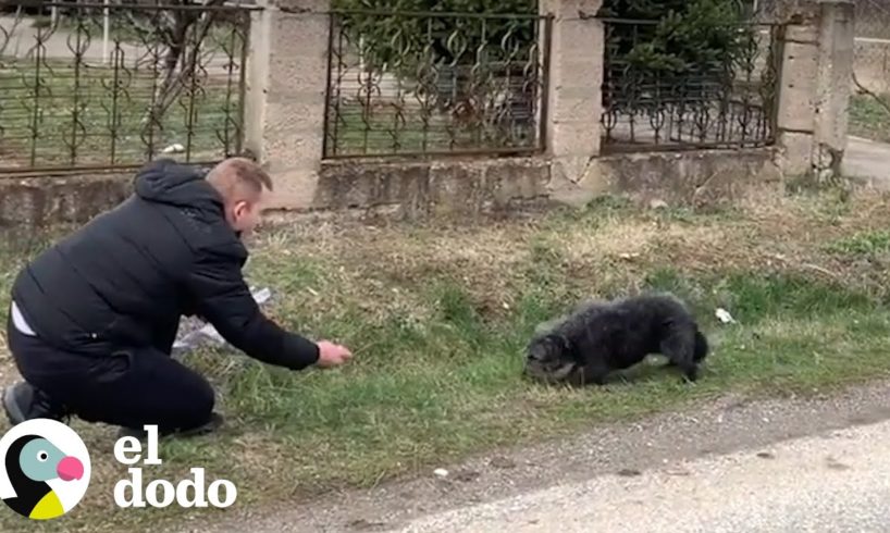 Perro abandonado en la calle se enamora de su rescatista | El Dodo