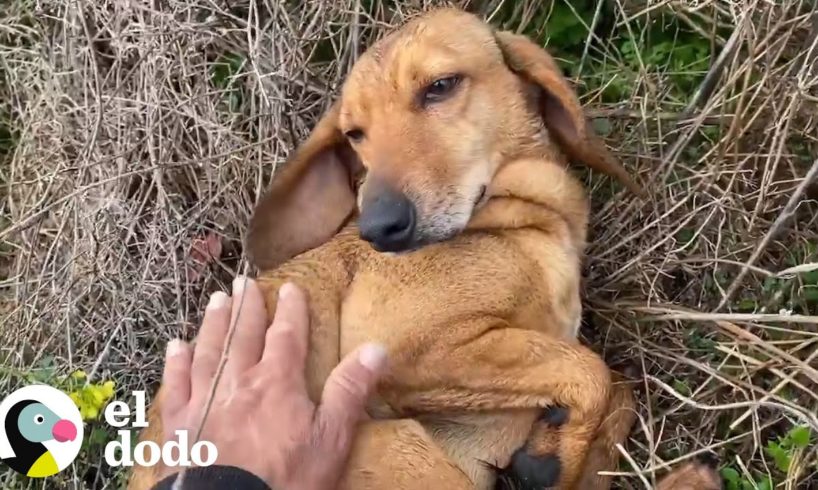 Perro llega por su cuenta a un refugio para ser rescatado | El Dodo