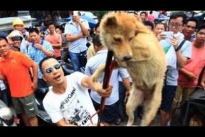 Poor  Dog Hanged For Days By Brutal Owner Just For Fun!