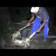 Poor Dog Was Dying of Hunger and Thirst Where He Stuck- Rescuing Dog Abandoned by Cruel Owner