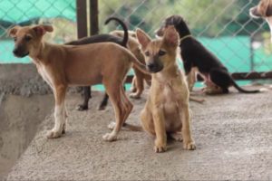 RESQ : Giving hope to street animals in India