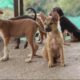 RESQ : Giving hope to street animals in India