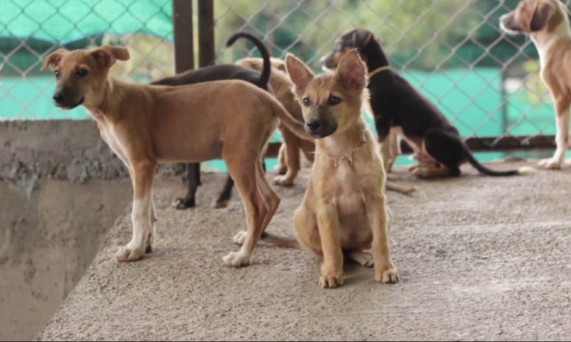 RESQ : Giving hope to street animals in India