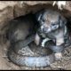 Rescue puppy from King Cobra attack crying for help _ Rescue dog story