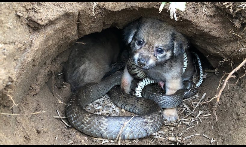 Rescue puppy from King Cobra attack crying for help _ Rescue dog story