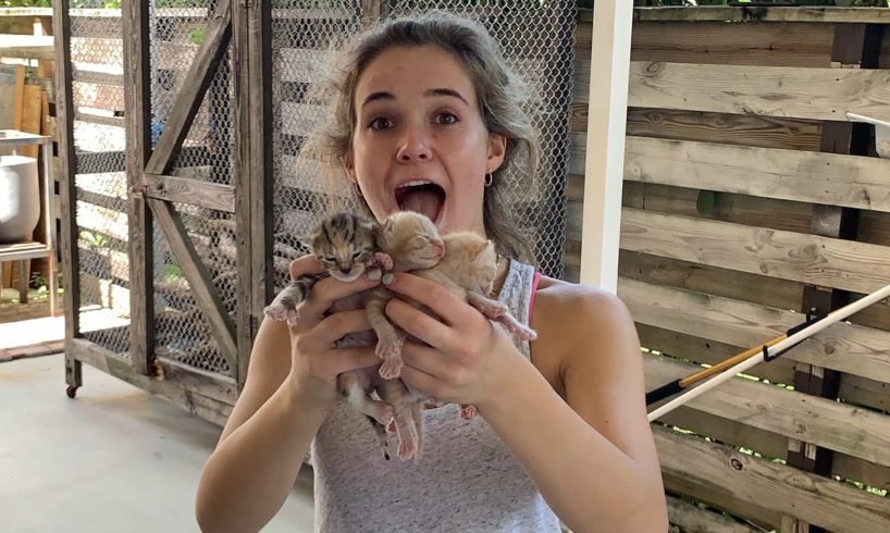 SAVED NEWBORN ANIMALS