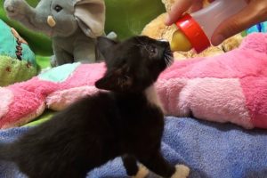 SUPER CUTE KITTEN PLAYING with plush toys - drinking milk bottle - cutest kitten playing video
