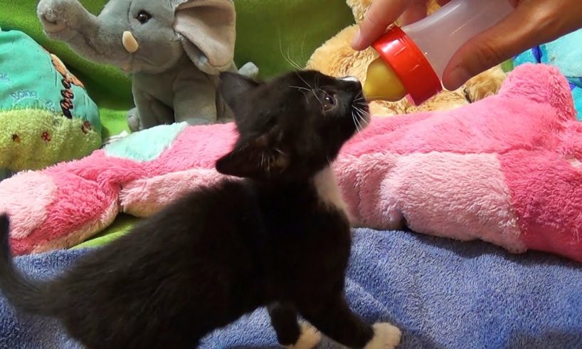 SUPER CUTE KITTEN PLAYING with plush toys - drinking milk bottle - cutest kitten playing video