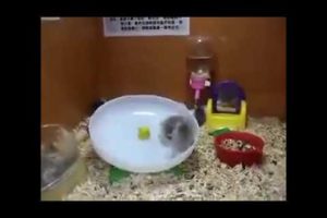 Small animals, petite, funny playing on a rotary plate to dizzy itself