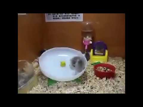 Small animals, petite, funny playing on a rotary plate to dizzy itself