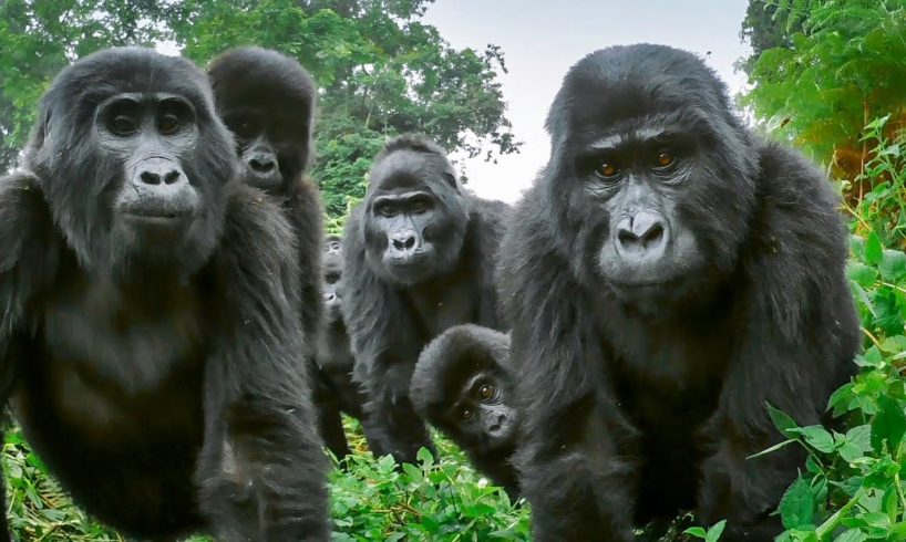 Spy Gorilla Comes Face To Face With Alpha Silverback | BBC Earth