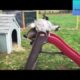 THE ULTIMATE ANIMALS PLAYING TOGETHER 2020 SUPER HARD TRY NOT LAUGH CHALLENGE FUNNY VIDEOS