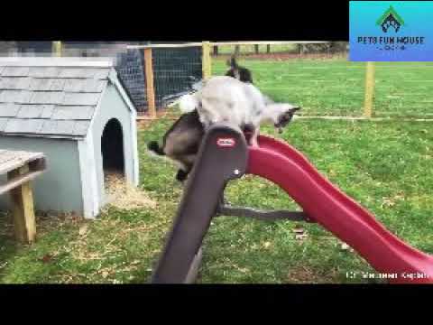 THE ULTIMATE ANIMALS PLAYING TOGETHER 2020 SUPER HARD TRY NOT LAUGH CHALLENGE FUNNY VIDEOS