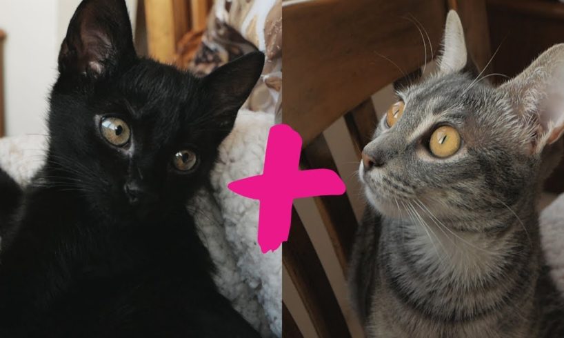 TRY NOT TO LAUGH | Cutest Kittens Ever | Bagheera and Sopolcho Love and Hate