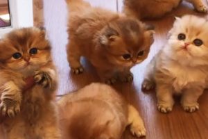 The Cutest British Shorthair Golden Kittens