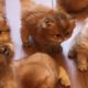 The Cutest British Shorthair Golden Kittens