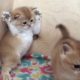 The Cutest Kittens Will Make Your Day Brighter