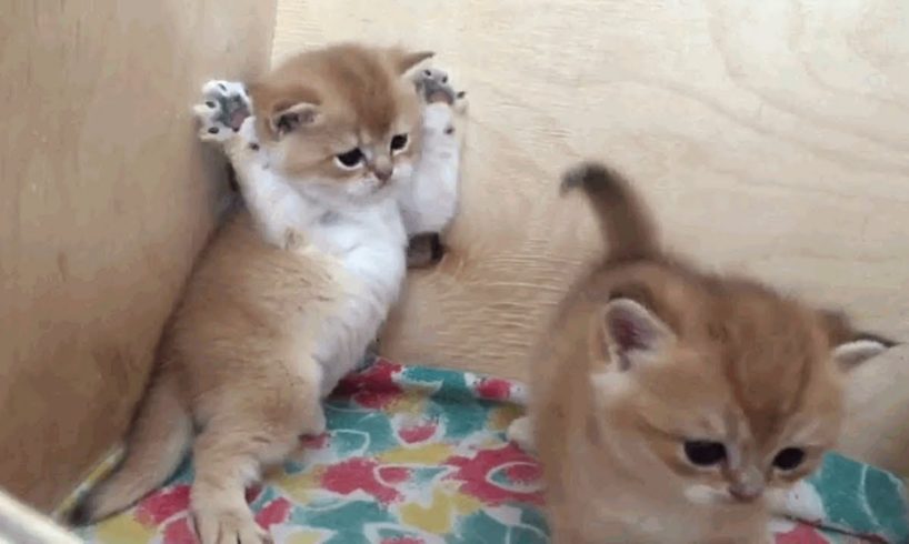 The Cutest Kittens Will Make Your Day Brighter