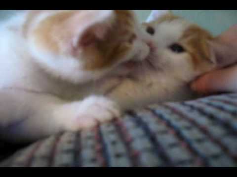 The Story Of The Cutest Kittens In The World