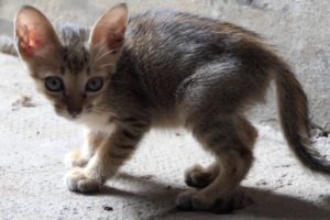 The cutest kitten play around and give kitten food - Cute kitten in the world