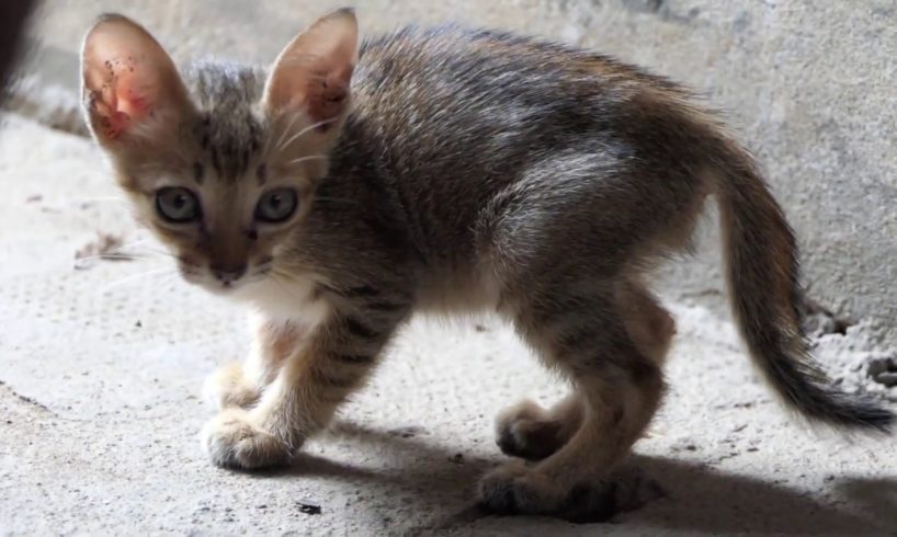 The cutest kitten play around and give kitten food - Cute kitten in the world