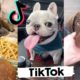 TikToks That Make You Laugh ~ Funny DOGS of TIK TOK ~ Cutest Puppies