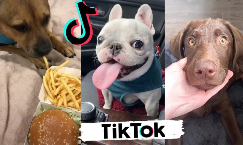 TikToks That Make You Laugh ~ Funny DOGS of TIK TOK ~ Cutest Puppies