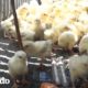 Todos se detienen para salvar a estos pollitos | El Dodo