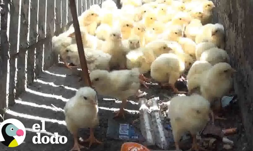 Todos se detienen para salvar a estos pollitos | El Dodo