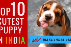 Top 10 Cutest Puppy Dog Breeds in India l popular dog facts hindi l Make India Viral