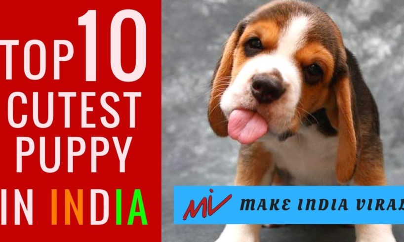 Top 10 Cutest Puppy Dog Breeds in India l popular dog facts hindi l Make India Viral