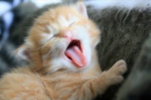 Top 10 Kitten Yawns - Cutest Kittens - Lovely Cat Videos - Cat Fails - 2015