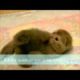 Top 10 cute cat videos compilation 2013 - including cutest kitten ever in the world