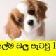 Top 10 cutest dogs (pet breeds) best cutest puppies in the world in Sinhala | සුරතල්ම බව්වො 10 ක්