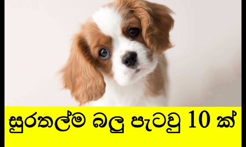 Top 10 cutest dogs (pet breeds) best cutest puppies in the world in Sinhala | සුරතල්ම බව්වො 10 ක්