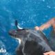 Turista brinca al agua a salvar a una tortuga | El Dodo