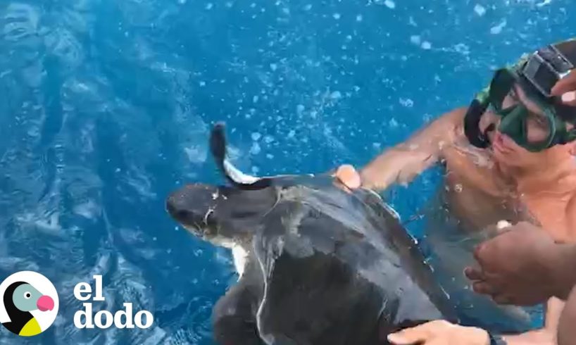Turista brinca al agua a salvar a una tortuga | El Dodo